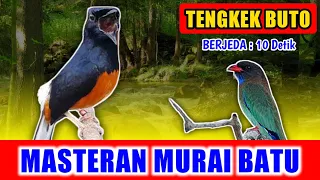 Download MASTERAN MURAI BATU - suara Tengkek Buto GACOR jernih keras berjeda 10 detik untuk variasi 2 MP3