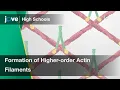 Formation of Higher-order Actin Filaments Cell Bio Textbooks -
