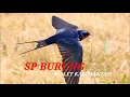 SUARA BURUNG WALET KALIMANTAN MP3 | SP JERNIH | WALET TV