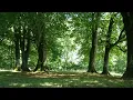 Wind Blowing Peacefully Through Trees   Sound