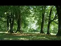 Download Lagu Wind Blowing Peacefully Through Trees   Sound