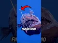 The First Ever Footage Of an Anglerfish In Daylight (📸: @jara.natura/TT)