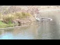 The Blue Heron