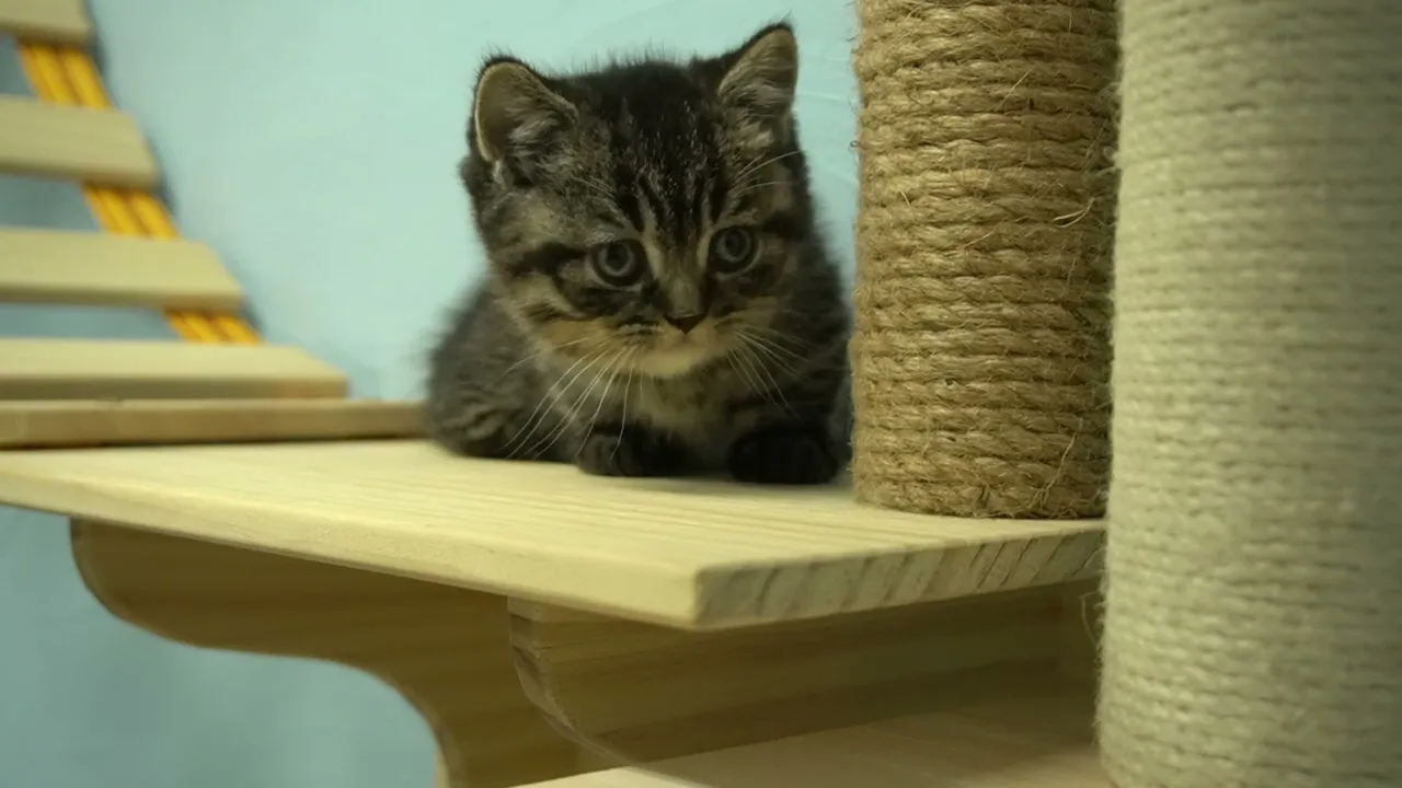 動画