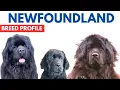 Newfoundland Dog Breed Profile History - Price