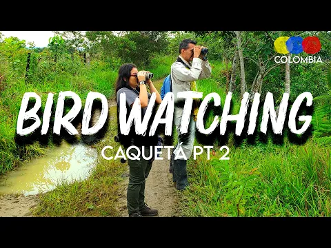 Birding in Caqueta | Ex-FARC Territory Biodiversity