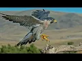 Download Lagu AVES DE RAPINA (Documentário)