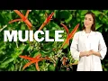 MUICLE Medicinal Plant Guide What Is Muicle Used For and How to Take It