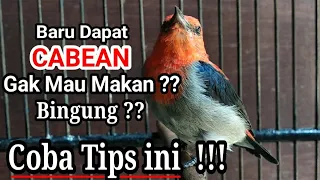 Download Langkah awal memelihara burung cabean / kemade / baret merah hasil pikat MP3