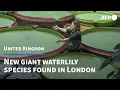 Download Lagu First new giant waterlily species discovered in London in over a century | AFP MP3