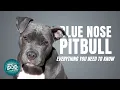 Blue Nose Pitbull Dogs 101 - Blue Nose Pitbull Puppies to Adults
