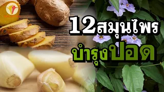 สมุนไพรชนิดใดที่ช่วยลดการอักเสบในปอดและมีฤทธิ์ต้านอนุมูลอิสระสูง รวมถึงช่วยขับเสมหะได้ดี