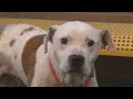 RESCUE ROUNDUP Resilient dog Coney awaits a loving home at Genesee County Animal Control