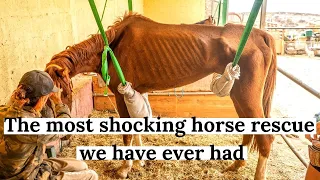 Download The most difficult rescue horse we ever had. Dory's full Story. Tenerife Horse Rescue MP3