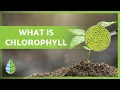 What is CHLOROPHYLL Function Types and more