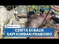 Download Lagu Sederet Sapi-sapi Kurban Milik Presiden Prabowo: Ada yang Dijaga CCTV \u0026 Menang Kontes Ketampanan