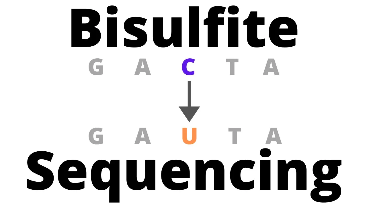 Bisulfite Sequencing - detect DNA Methylation