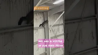 The possum is back! he heard the sanding machines! 😂