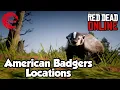 American Badger Locations rdr2 Online - Red Dead Online American Badgers Location Guide