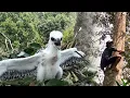Download Lagu Manjat Pohon Grebek Sarang Burung Elang