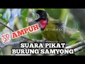 Download Lagu SUARA PIKAT BURUNG SAMYONG//💯 AMPUH
