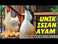 Download Lagu CENDET ISIAN AYAM LUCU GOKIL, COCOK BUAT MASTERAN CENDET TROTOL