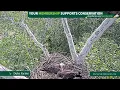 Duke Farms Eagle Cam 2026 05 31