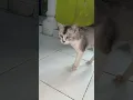 Lagu klo jauh dari mu aku kangen lho cing .... #cat #viral
