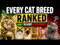 Every Cat Breed Ranked From Most to Least Affectionate The Velcro List
