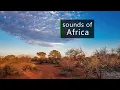 Download Lagu Nature and wildlife sounds from the African savanna