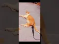 Download Lagu kucing lucu kentut wkwk