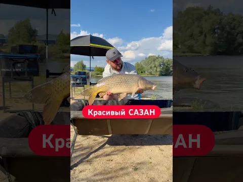 Сазан на Флэт Метод #флэтметод #сазан #рыбалка #сазаннафлэт #осенняярыбалка