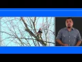 Best Rated Tree Service Wake Forest NC 919 XXX XXX Best Tree Service
