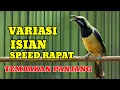 Download Lagu Cucak cungkok variasi isian full tembakan speed rapat untuk masteran dan pancingan