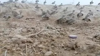 طائر القبره القوبعة Crested Lark 