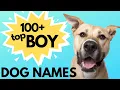 Top 100 Unique MALE Dog Names Unusual Male Dog Names