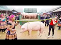 Lagu Use Truck to Transport Giant Pigs Goes To Market Sell - Daily Farm
