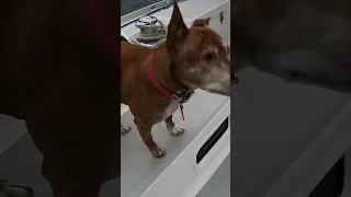 Dog life on a boat – Part 9 #dog #sailing #travel