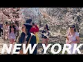 4K NYC Walk Cherry Blossoms in Central Park Upper West Side Flea Market April 2023