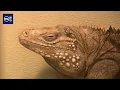 Inside Scales Tails Utah The interactive reptile experience bringing guests face-to-face with nat