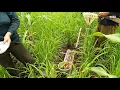 Download Lagu Duoq Padi (Memberi Makan Tanaman)