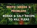 Borax Salt Recipe to Kill Fleas