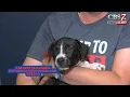 3 5K shelter animal euthanizations in Midland-Odessa