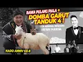 Download Lagu HADIAH ANNIV 8 | TIBA-TIBA JADI DUTA ANIMAL WELFARE !! PULANGNYA BAWA DOMBA !!