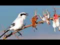 Download Lagu This is why SHRIKES are called BUTCHER BIRDS !