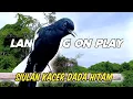 Download Lagu 🟠Siulan kacer dada hitam ngeplong | pancingan kacer agar bunyi | langsung nyaut