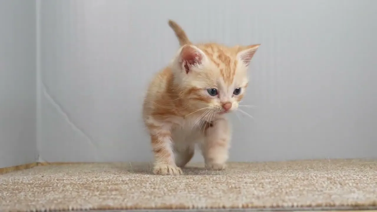 動画