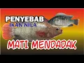 Lagu IKAN NILA MATI MENDADAK TIAP HARI  INI SOLUSINYA