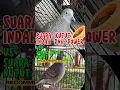 Download Lagu suara perkutut lantang penuh energi vs suara perkutut nutut bantu kutut rumah manggung #platm #birds