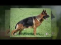 Sacramento German Shepherd Puppies